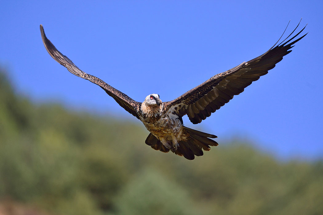 Bartgeier, Gypaète Barbu, Quebrantahuesos, Lämmergeier, Lammergeier, 