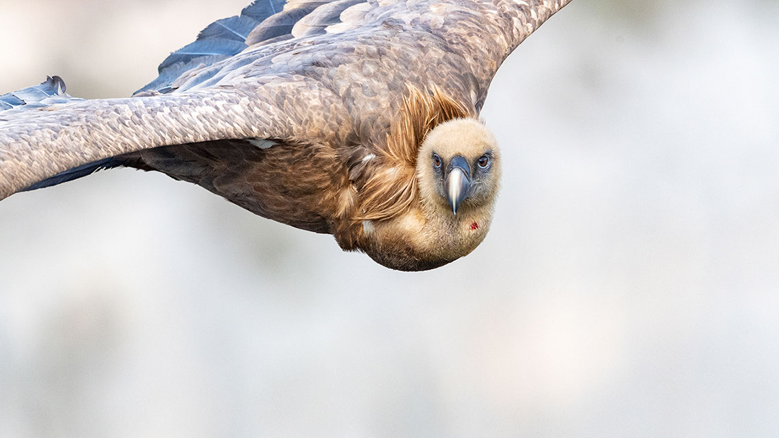 Bartgeier, Gypaète Barbu, Quebrantahuesos, Lämmergeier, Lammergeier, 