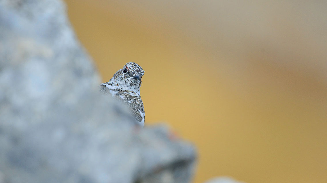 Bartgeier, Gypaète Barbu, Quebrantahuesos, Lämmergeier, Lammergeier, 
