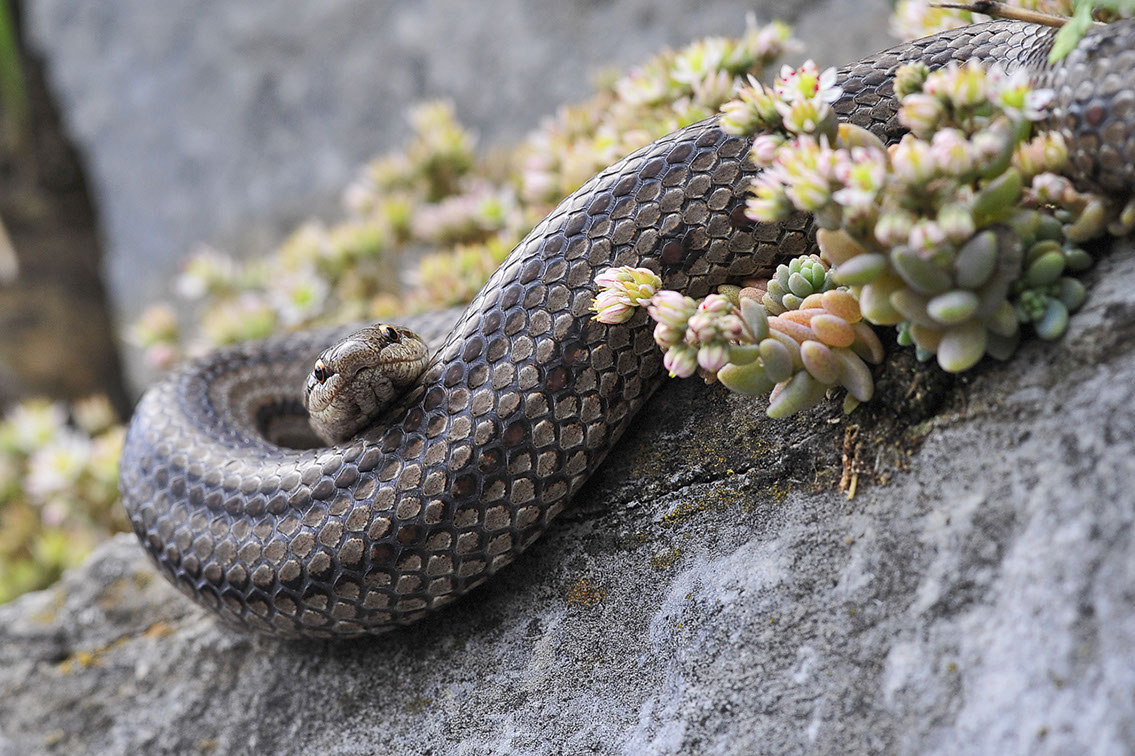 Bartgeier, Gypaète Barbu, Quebrantahuesos, Lämmergeier, Lammergeier, 