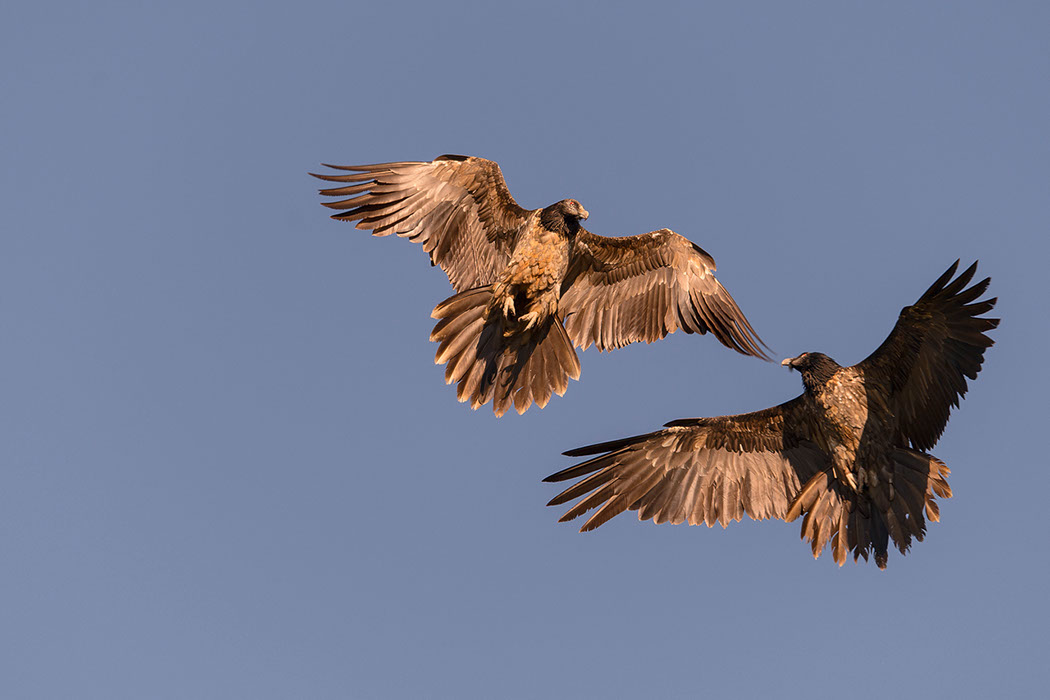 Bartgeier, Gypaète Barbu, Quebrantahuesos, Lämmergeier, Lammergeier, 