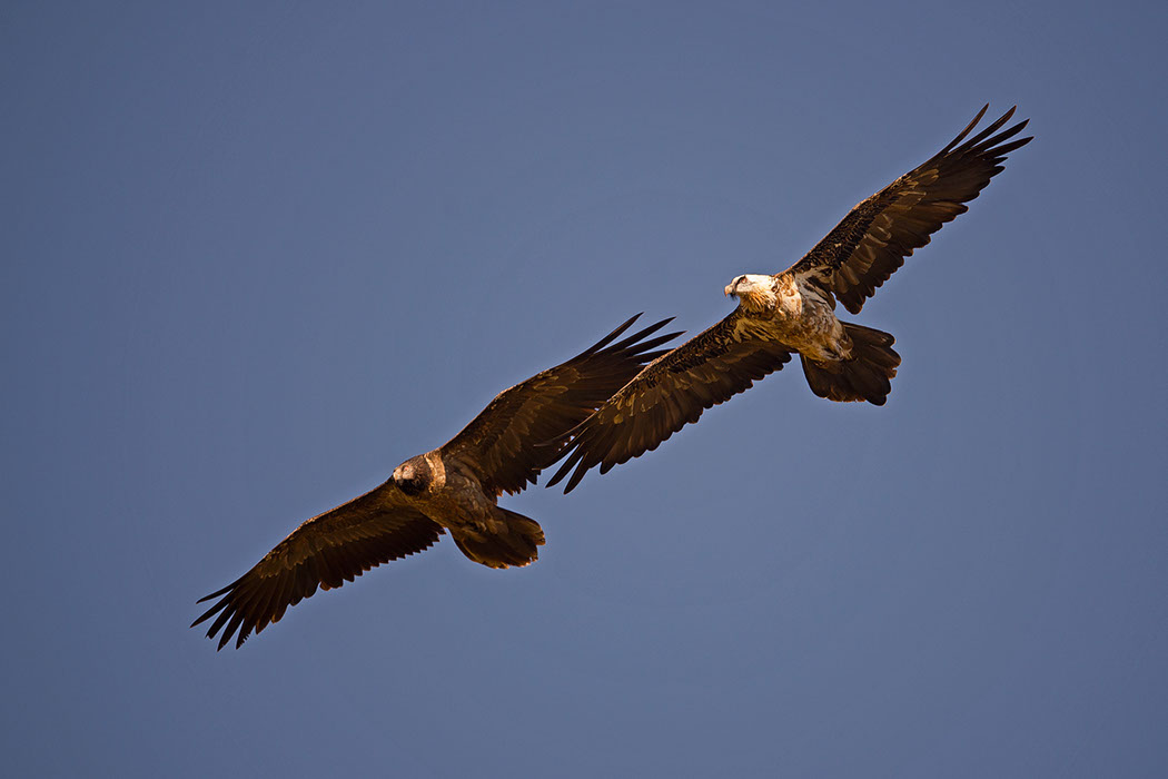 Bartgeier, Gypaète Barbu, Quebrantahuesos, Lämmergeier, Lammergeier, 