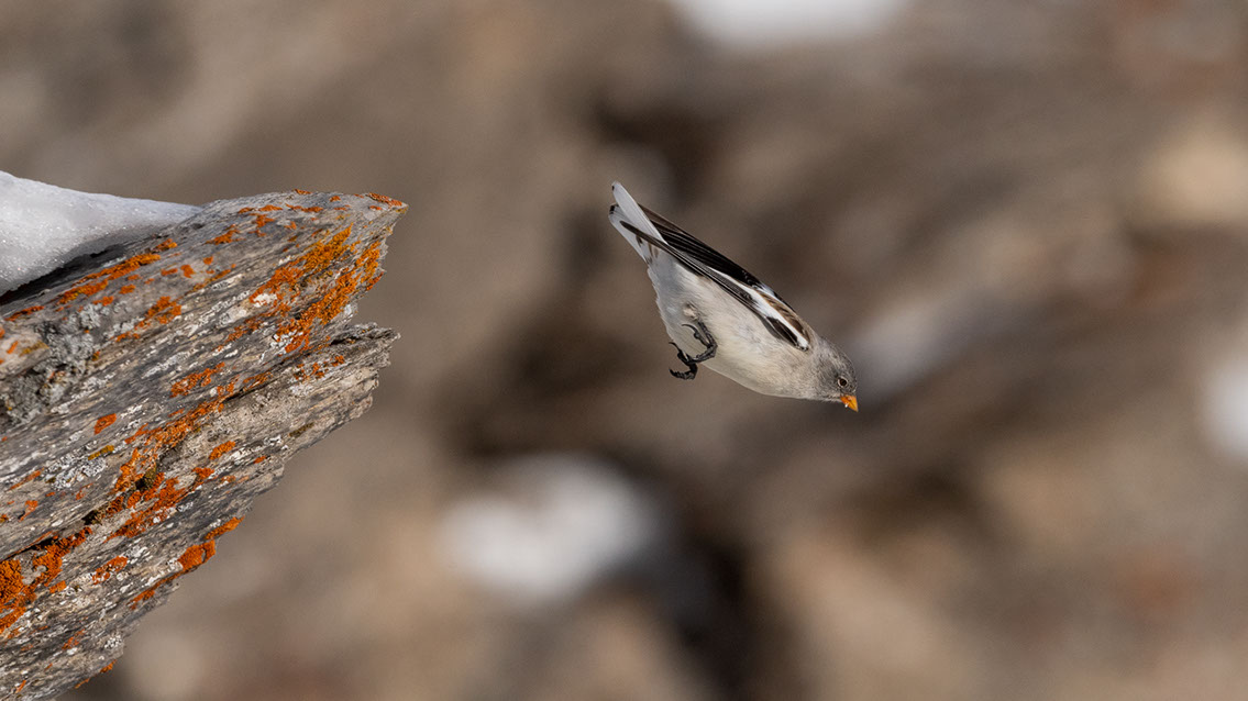 Bartgeier, Gypaète Barbu, Quebrantahuesos, Lämmergeier, Lammergeier, 
