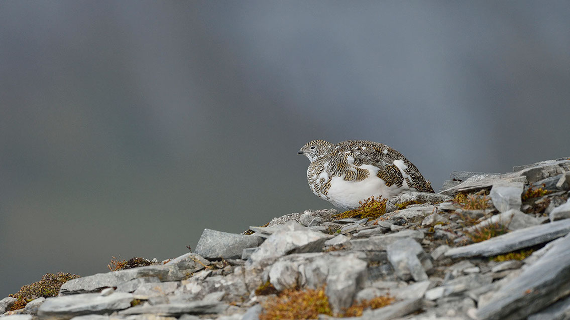 Bartgeier, Gypaète Barbu, Quebrantahuesos, Lämmergeier, Lammergeier, 