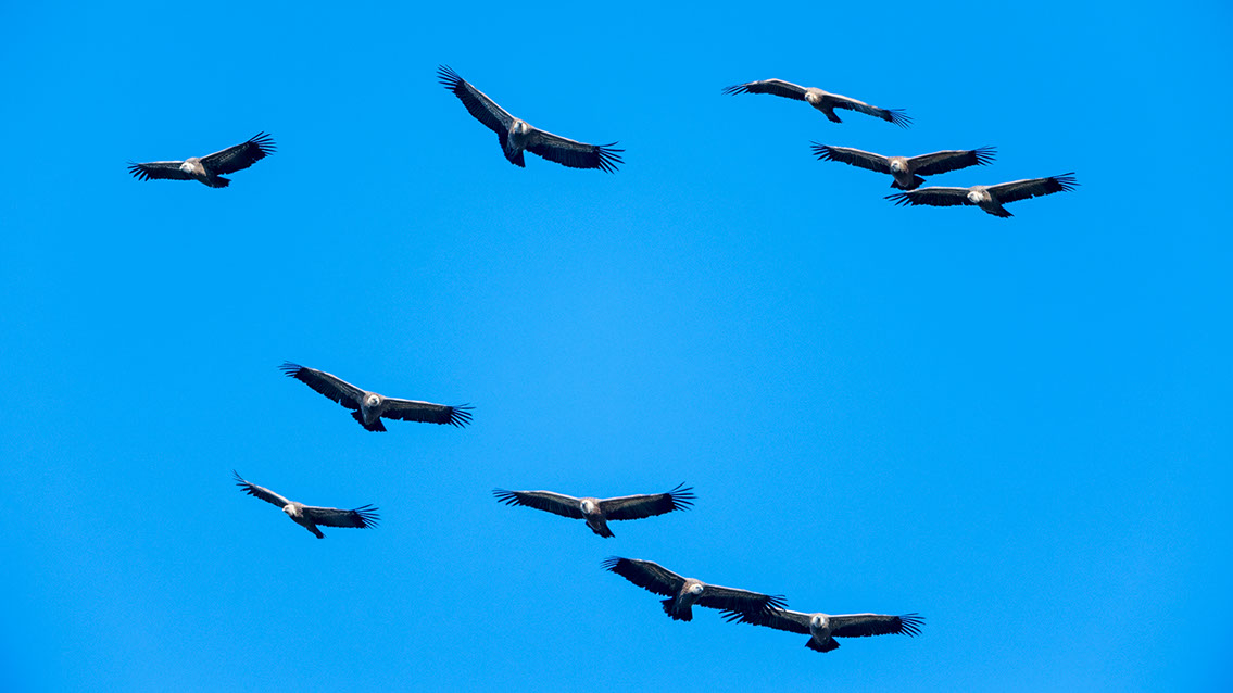 Bartgeier, Gypaète Barbu, Quebrantahuesos, Lämmergeier, Lammergeier, 