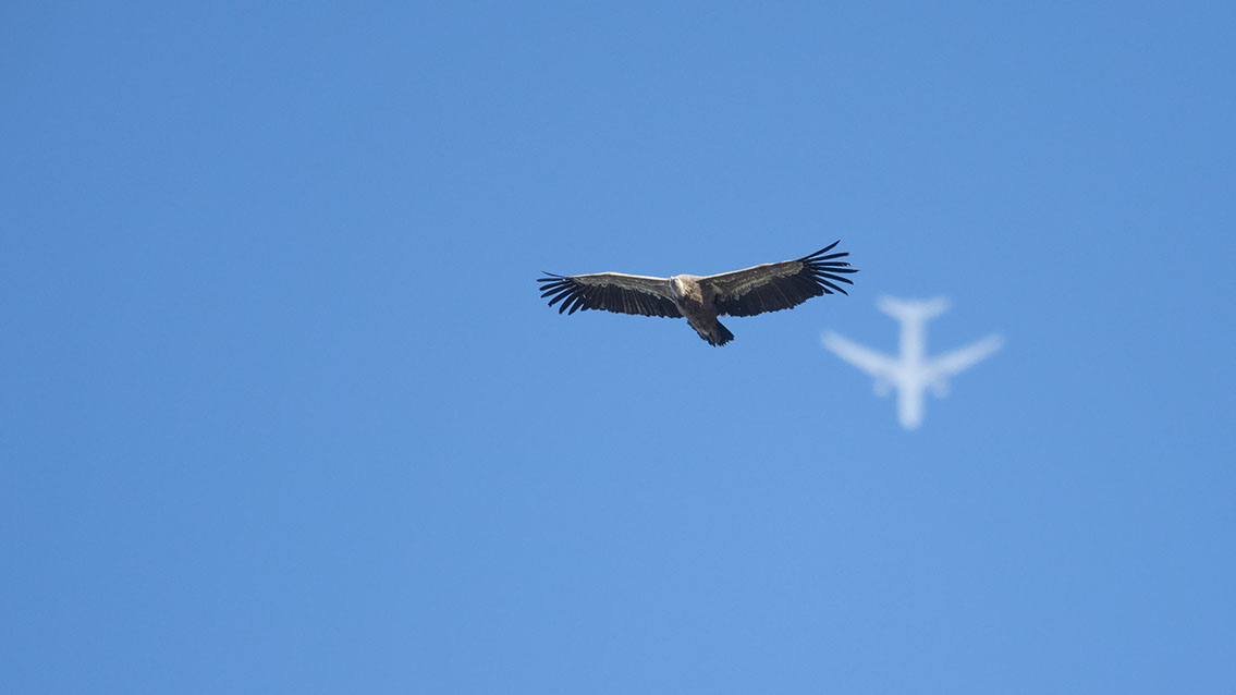 Bartgeier, Gypaète Barbu, Quebrantahuesos, Lämmergeier, Lammergeier, 