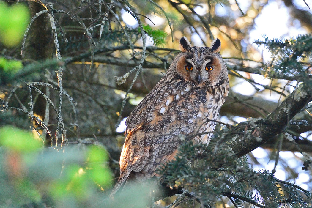 Hibou moyen-duc, Waldohreule, Gufo comune, Long-eared Owl 