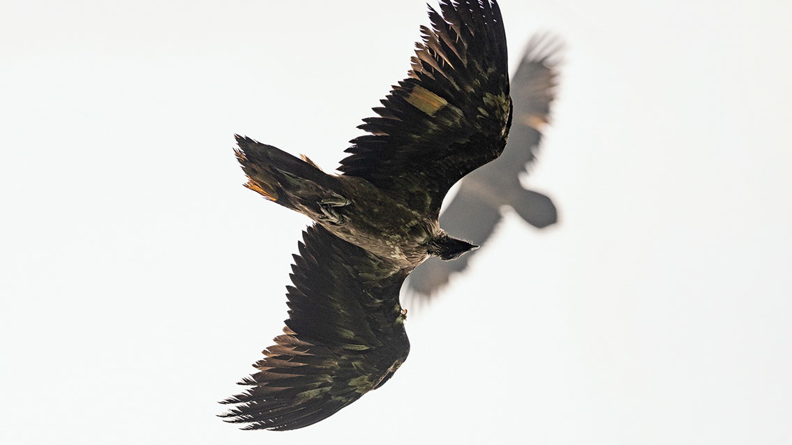 Bartgeier Bartgeier, Gypaète Barbu, Quebrantahuesos, Lämmergeier, Lammergeier,
