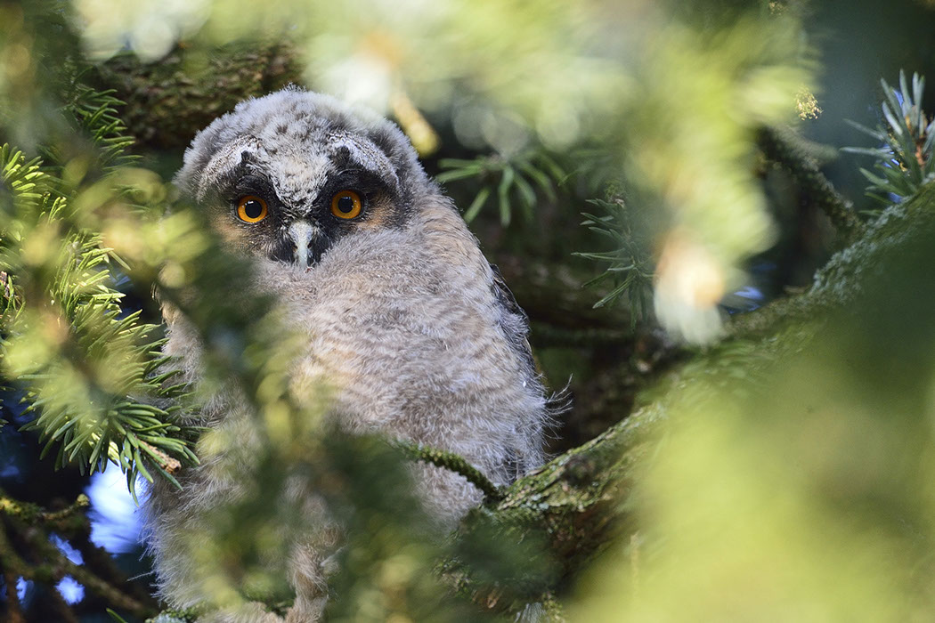 Hibou moyen-duc, Waldohreule, Gufo comune, Long-eared Owl 