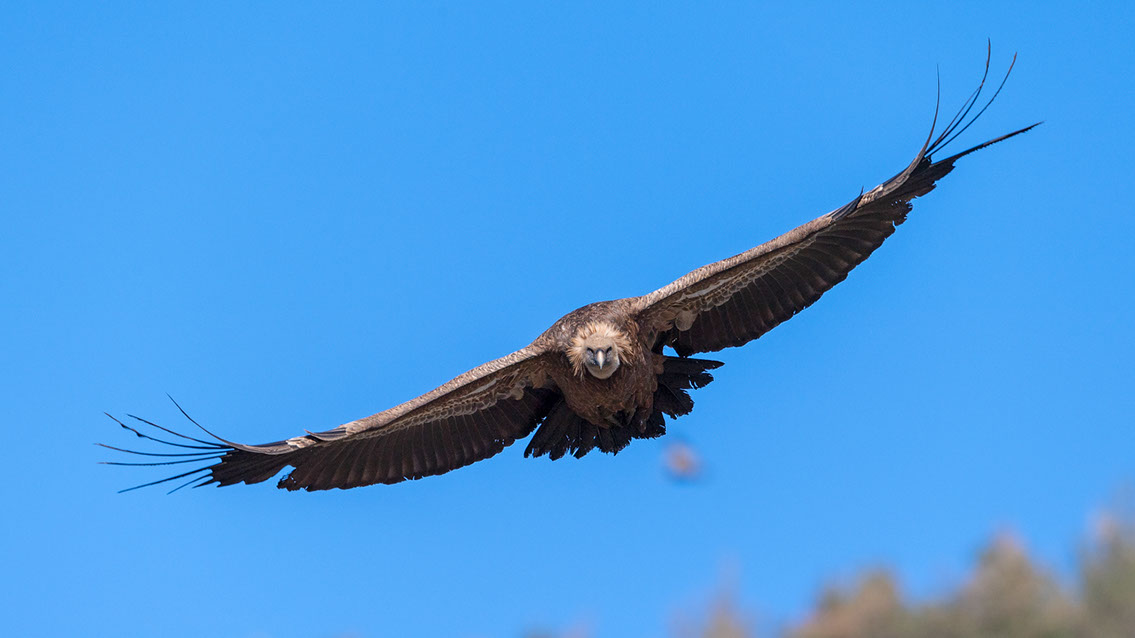 Bartgeier, Gypaète Barbu, Quebrantahuesos, Lämmergeier, Lammergeier, 