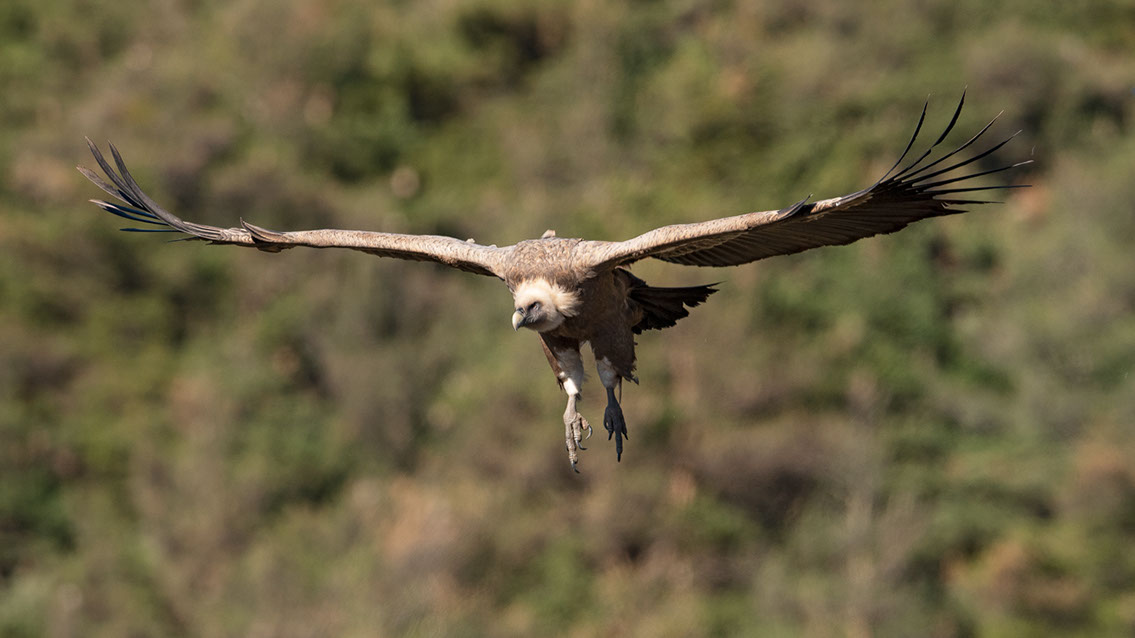 Bartgeier, Gypaète Barbu, Quebrantahuesos, Lämmergeier, Lammergeier, 