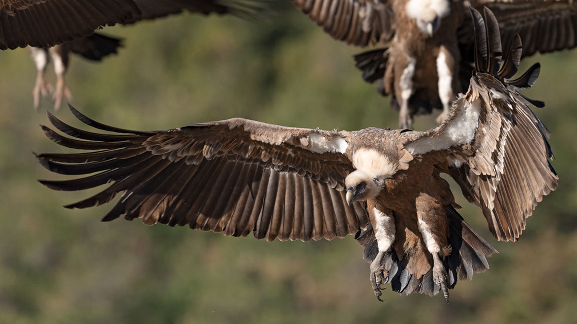 Bartgeier, Gypaète Barbu, Quebrantahuesos, Lämmergeier, Lammergeier, 