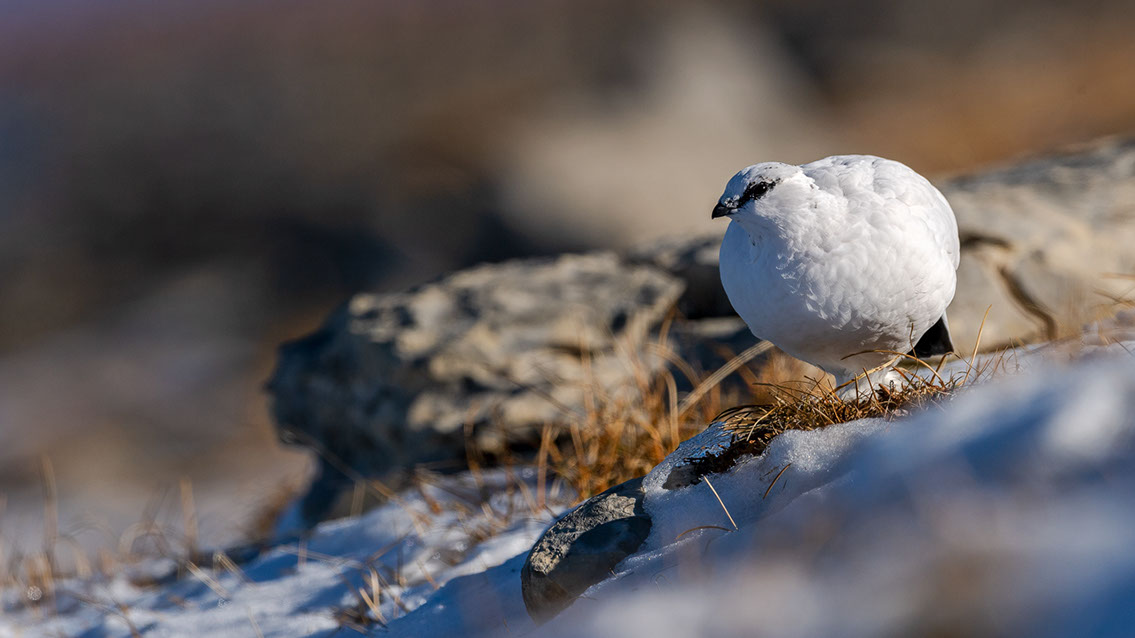 Bartgeier, Gypaète Barbu, Quebrantahuesos, Lämmergeier, Lammergeier, 