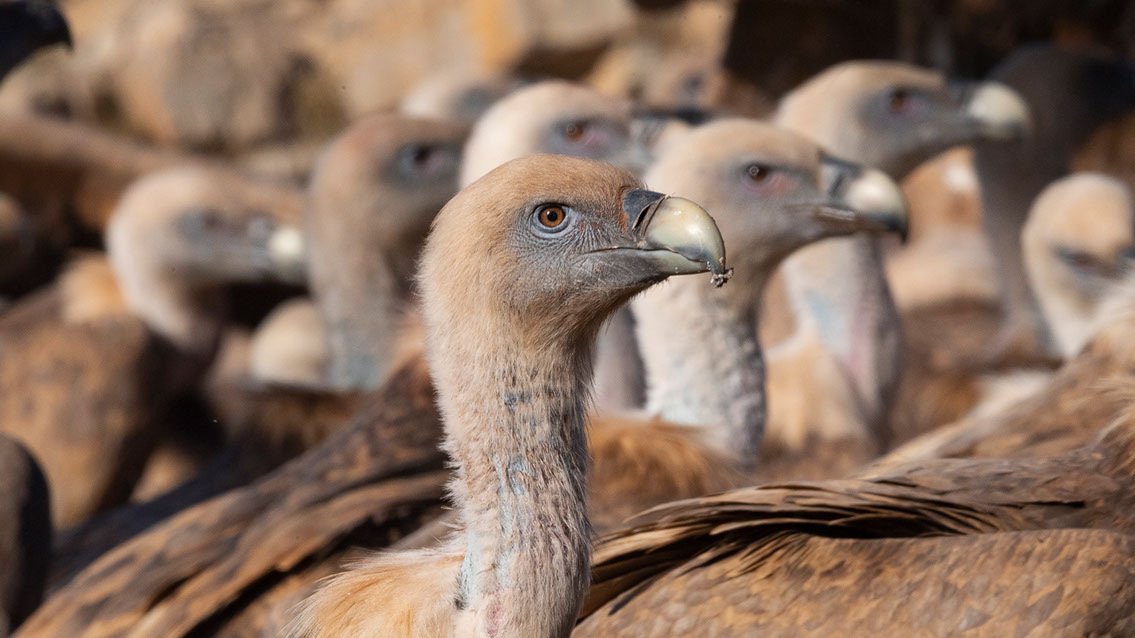 Bartgeier, Gypaète Barbu, Quebrantahuesos, Lämmergeier, Lammergeier, 
