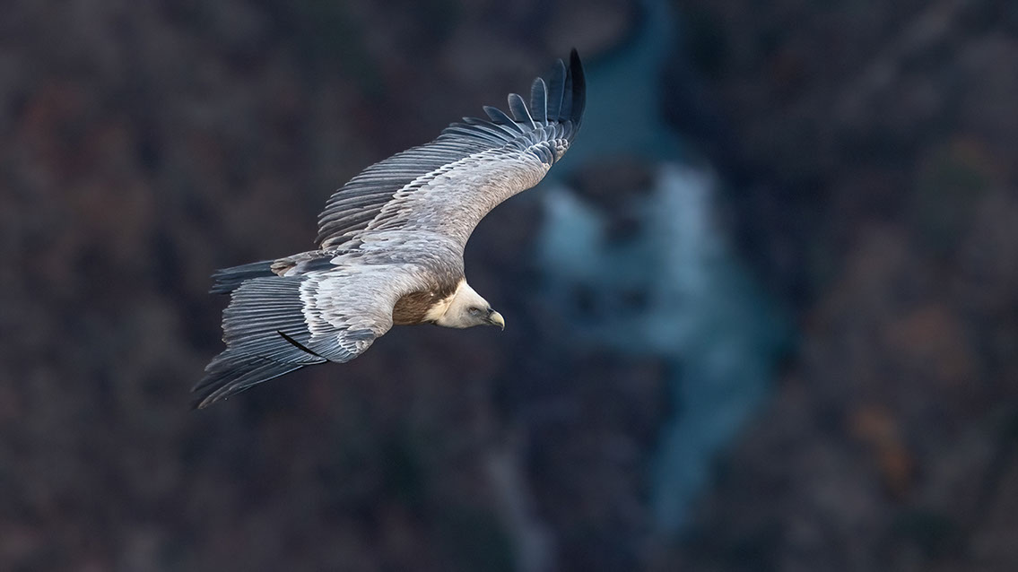 Bartgeier, Gypaète Barbu, Quebrantahuesos, Lämmergeier, Lammergeier, 