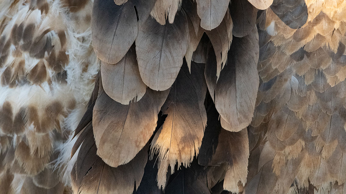 Bartgeier, Gypaète Barbu, Quebrantahuesos, Lämmergeier, Lammergeier, 
