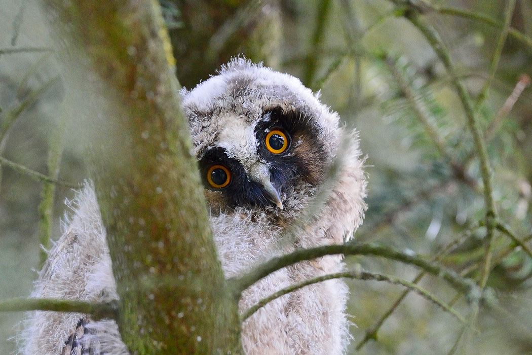 Hibou moyen-duc, Waldohreule, Gufo comune, Long-eared Owl 