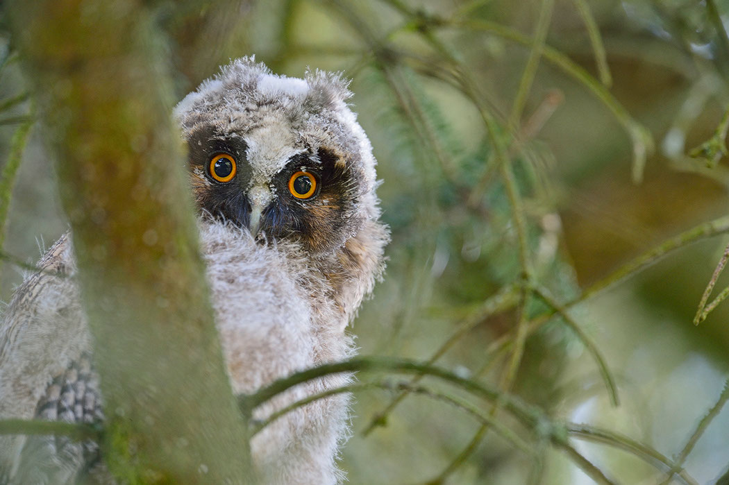 Hibou moyen-duc, Waldohreule, Gufo comune, Long-eared Owl 