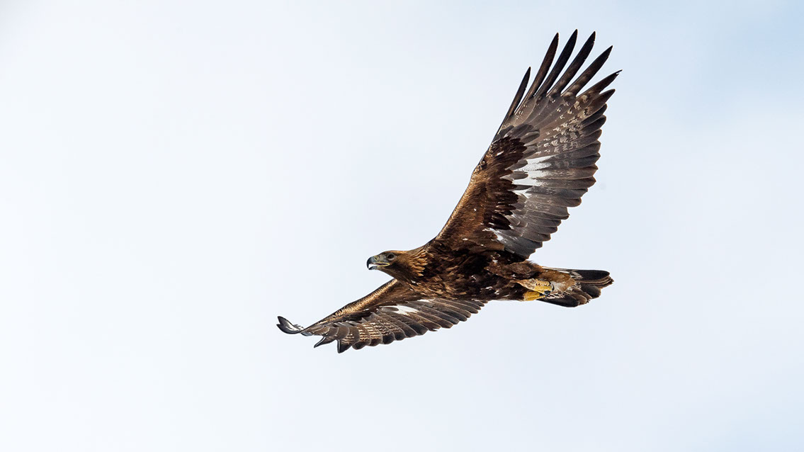 Bartgeier, Gypaète Barbu, Quebrantahuesos, Lämmergeier, Lammergeier, 