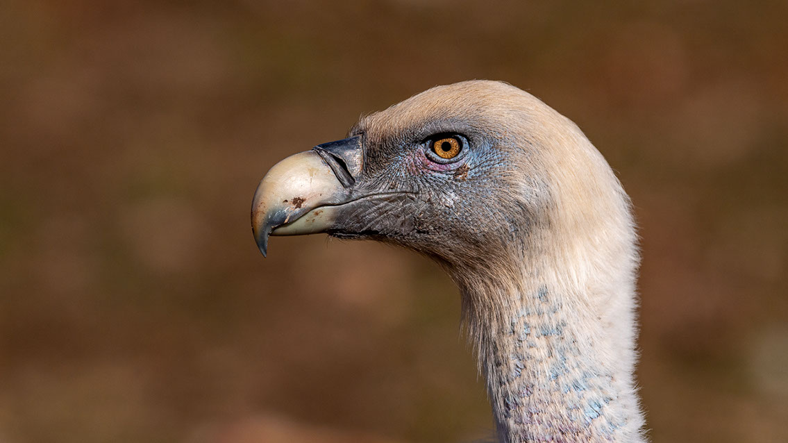 Bartgeier, Gypaète Barbu, Quebrantahuesos, Lämmergeier, Lammergeier, 