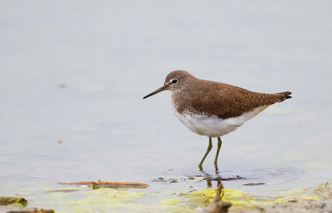 Bartgeier, Gypaète Barbu, Quebrantahuesos, Lämmergeier, Lammergeier, 