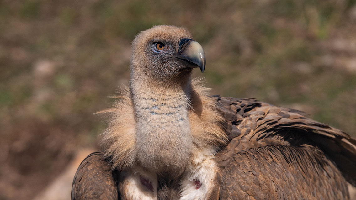 Bartgeier, Gypaète Barbu, Quebrantahuesos, Lämmergeier, Lammergeier, 