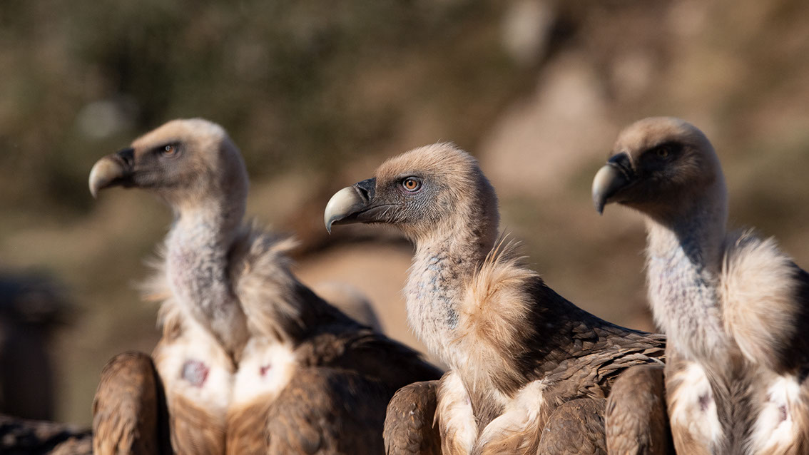 Bartgeier, Gypaète Barbu, Quebrantahuesos, Lämmergeier, Lammergeier, 