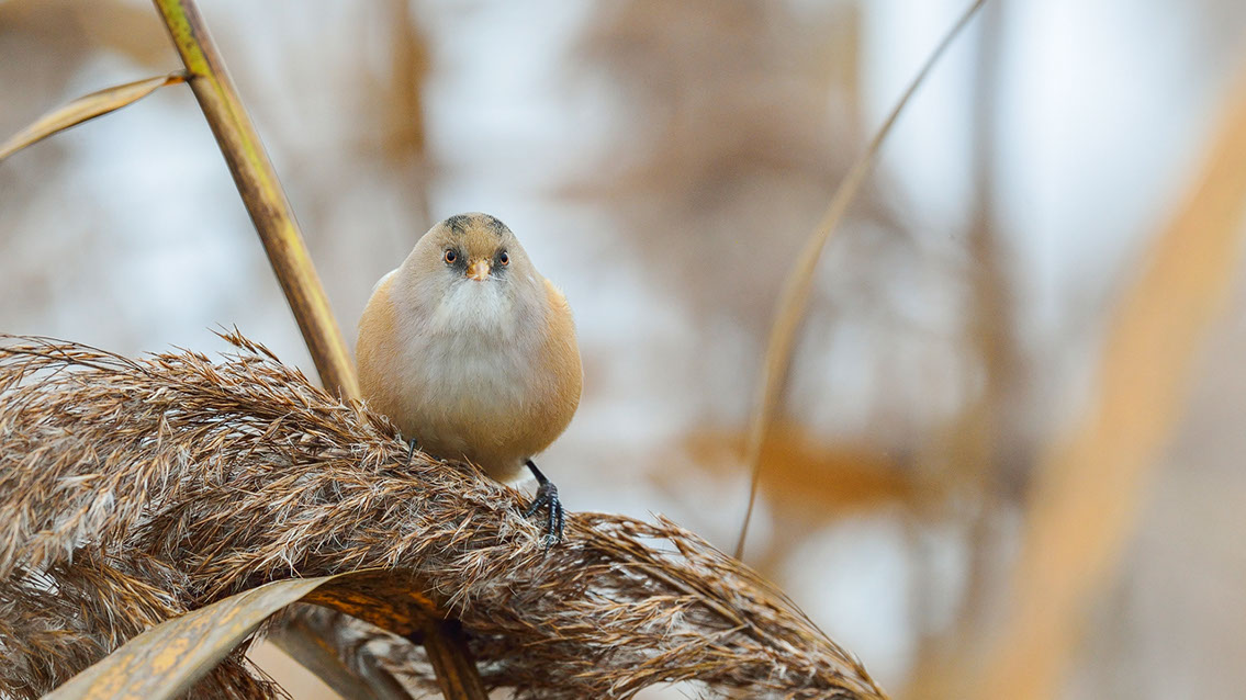 Bartgeier, Gypaète Barbu, Quebrantahuesos, Lämmergeier, Lammergeier, 
