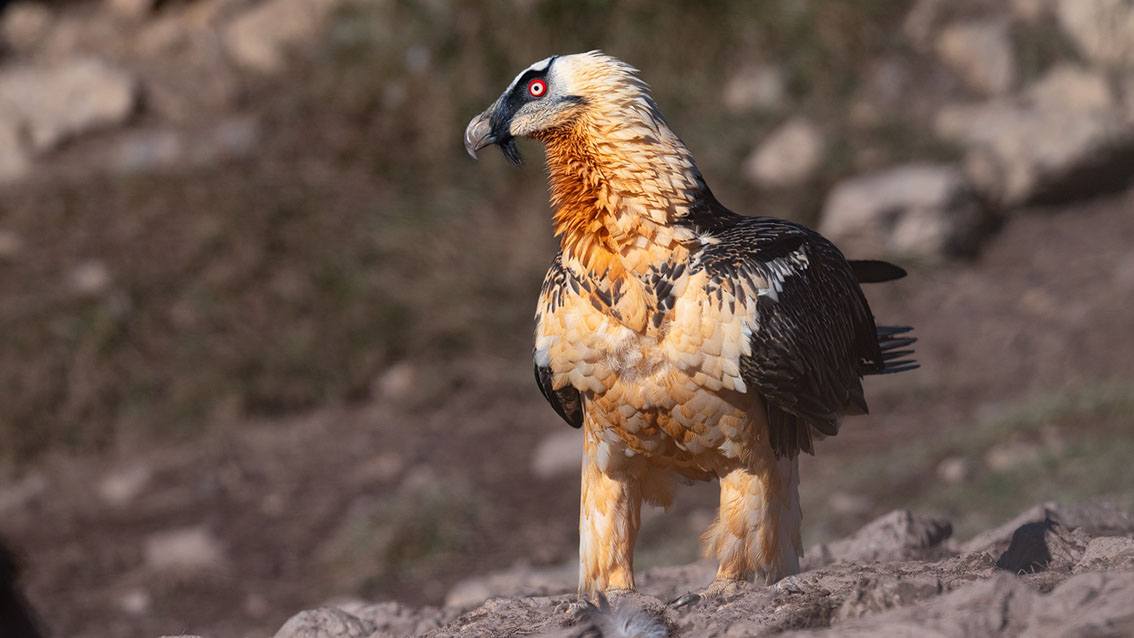 Bartgeier, Gypaète Barbu, Quebrantahuesos, Lämmergeier, Lammergeier, 