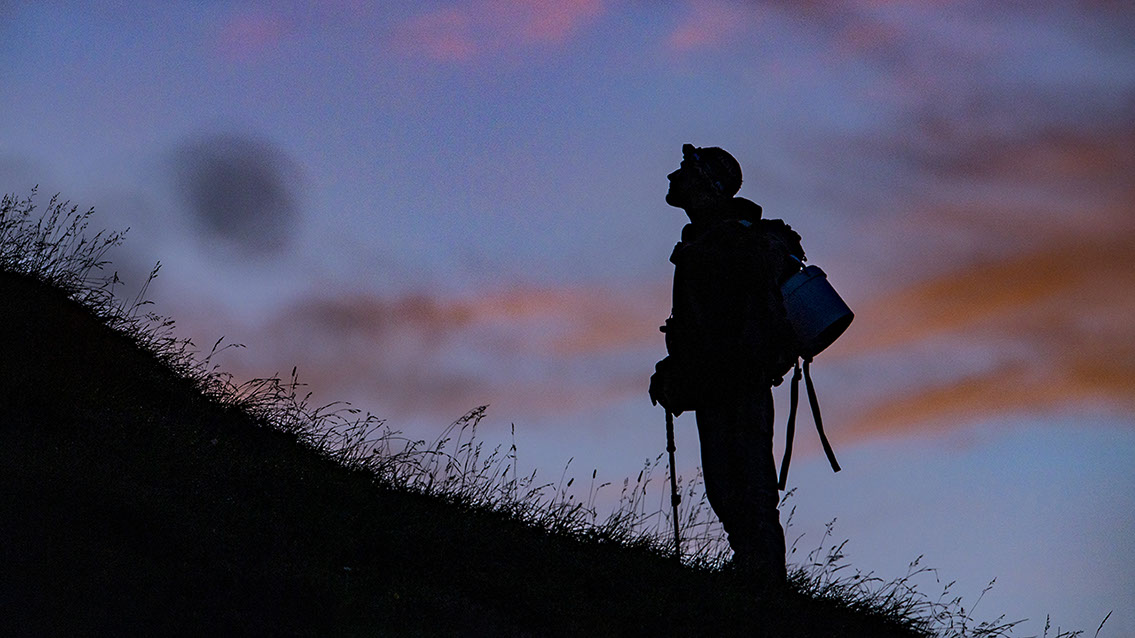 Bartgeier, Gypaète Barbu, Quebrantahuesos, Lämmergeier, Lammergeier, 