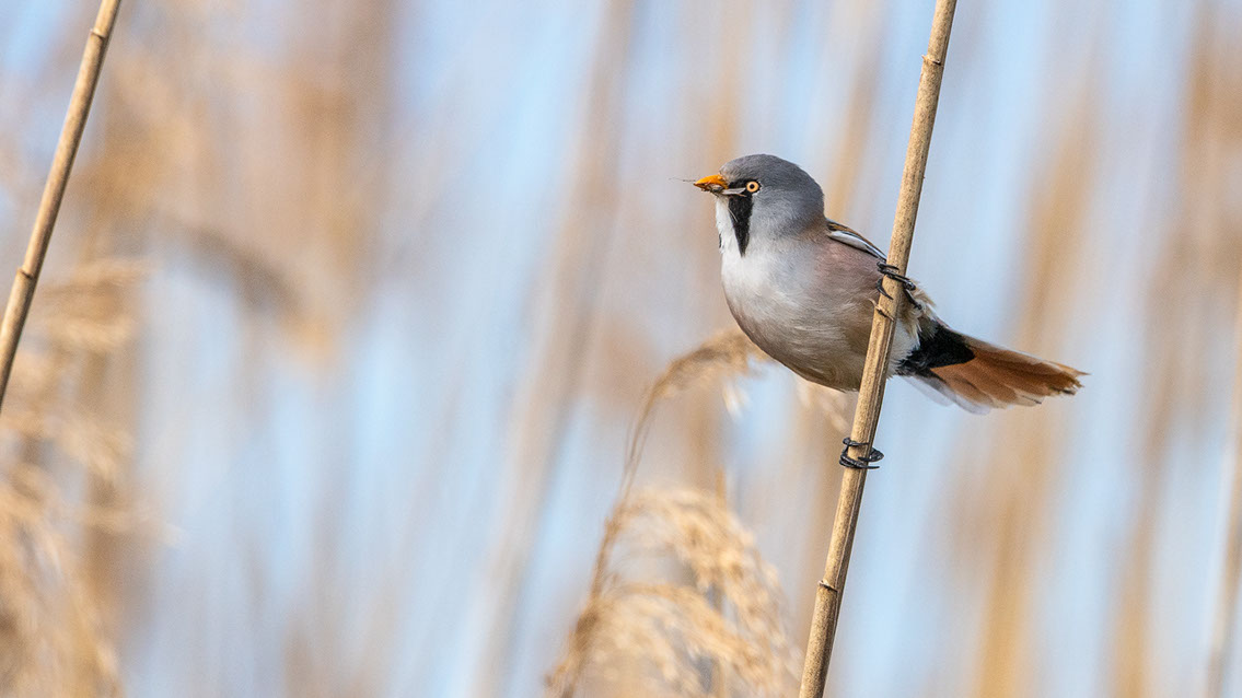 Bartgeier, Gypaète Barbu, Quebrantahuesos, Lämmergeier, Lammergeier, 