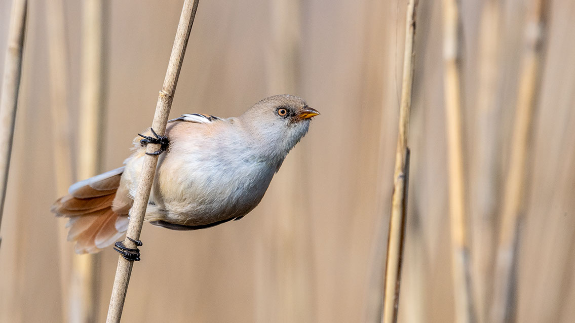 Bartgeier, Gypaète Barbu, Quebrantahuesos, Lämmergeier, Lammergeier, 
