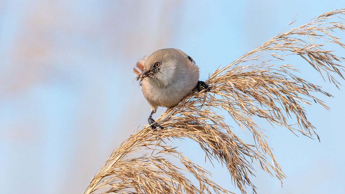 Bartgeier, Gypaète Barbu, Quebrantahuesos, Lämmergeier, Lammergeier, 
