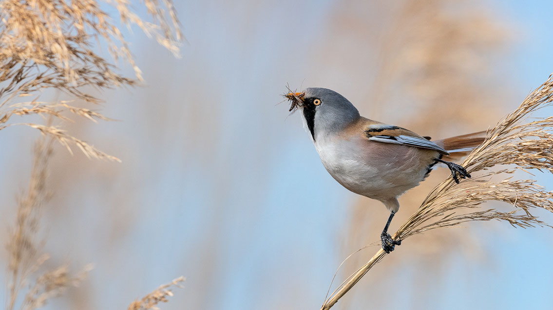 Bartgeier, Gypaète Barbu, Quebrantahuesos, Lämmergeier, Lammergeier, 
