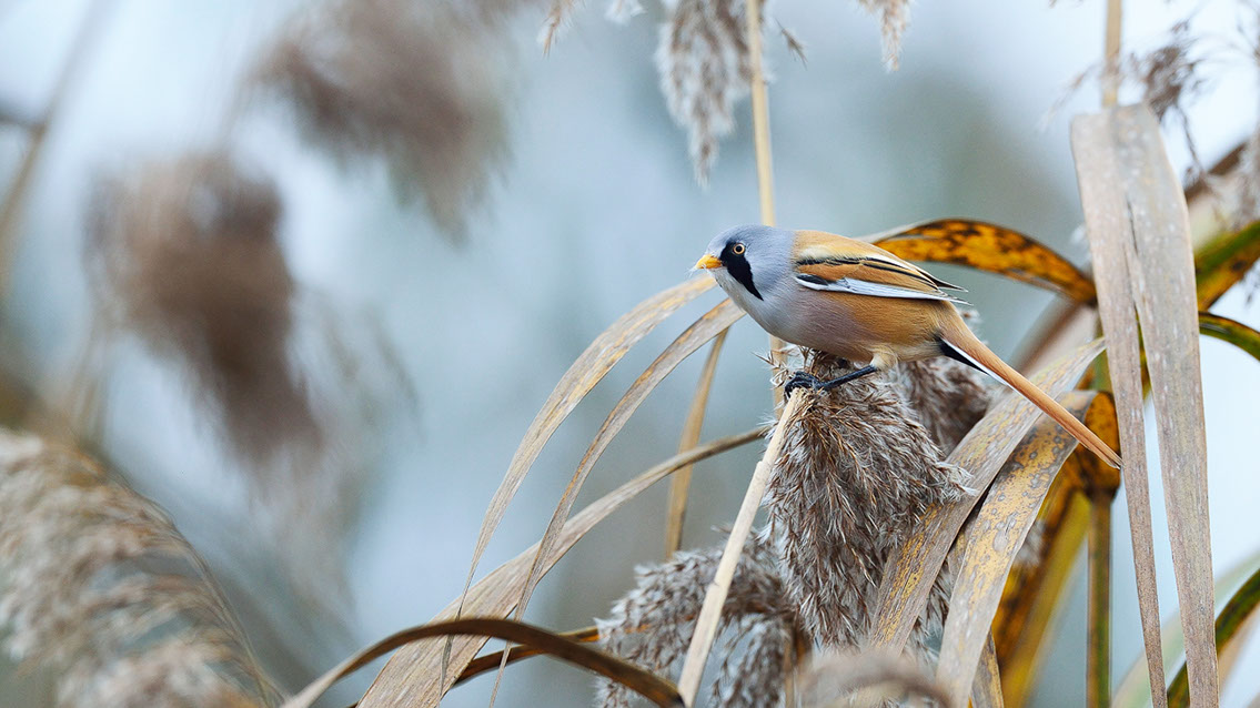 Bartgeier, Gypaète Barbu, Quebrantahuesos, Lämmergeier, Lammergeier, 