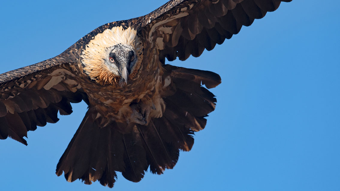 Bartgeier, Gypaète Barbu, Quebrantahuesos, Lämmergeier, Lammergeier, 