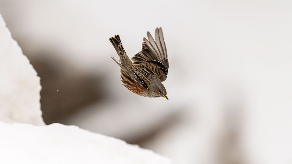 Bartgeier, Gypaète Barbu, Quebrantahuesos, Lämmergeier, Lammergeier, 