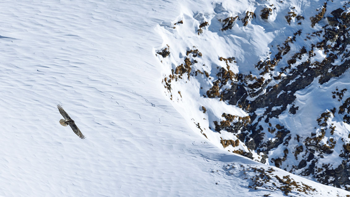 Bartgeier Schweiz Alpen fliegend Adult Gyaéte en vol Lammergeier Bearded Vulture