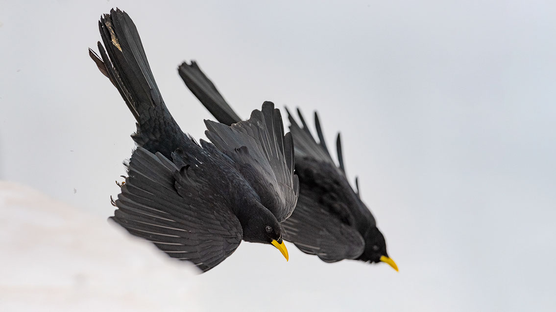 Bartgeier, Gypaète Barbu, Quebrantahuesos, Lämmergeier, Lammergeier, 