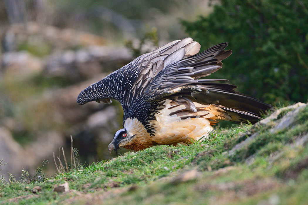 Bartgeier, Gypaète Barbu, Quebrantahuesos, Lämmergeier, Lammergeier, 