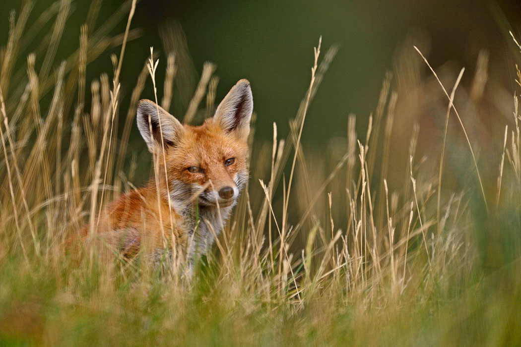 Red Fox