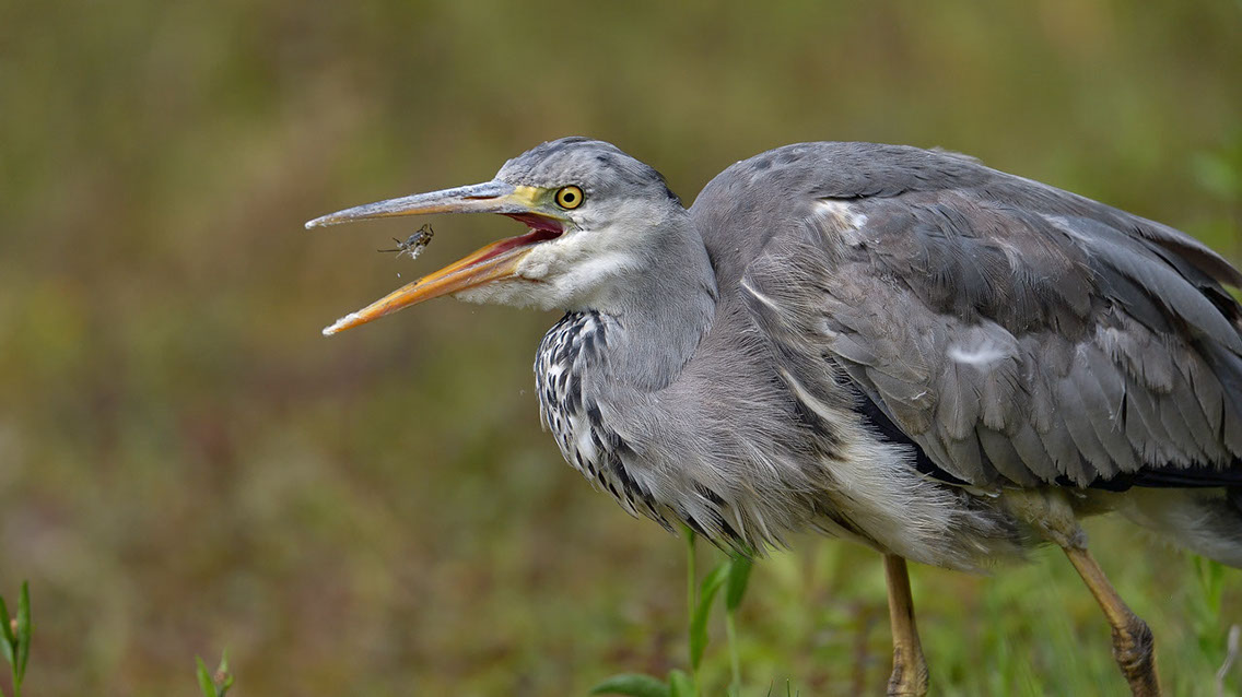 Bartgeier, Gypaète Barbu, Quebrantahuesos, Lämmergeier, Lammergeier, 