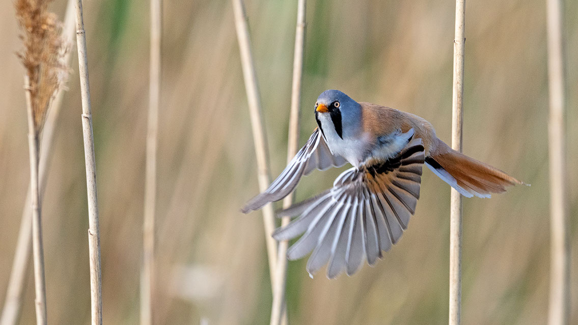Bartgeier, Gypaète Barbu, Quebrantahuesos, Lämmergeier, Lammergeier, 