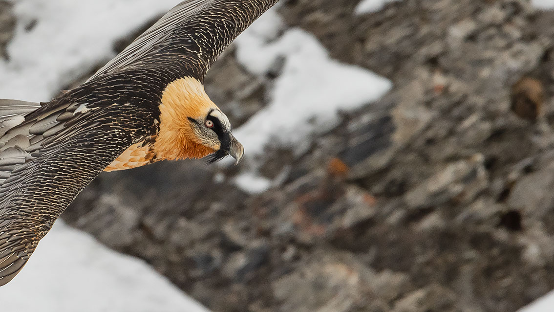 Bartgeier Schweiz Alpen fliegend Adult Gyaéte en vol Lammergeier Bearded Vulture