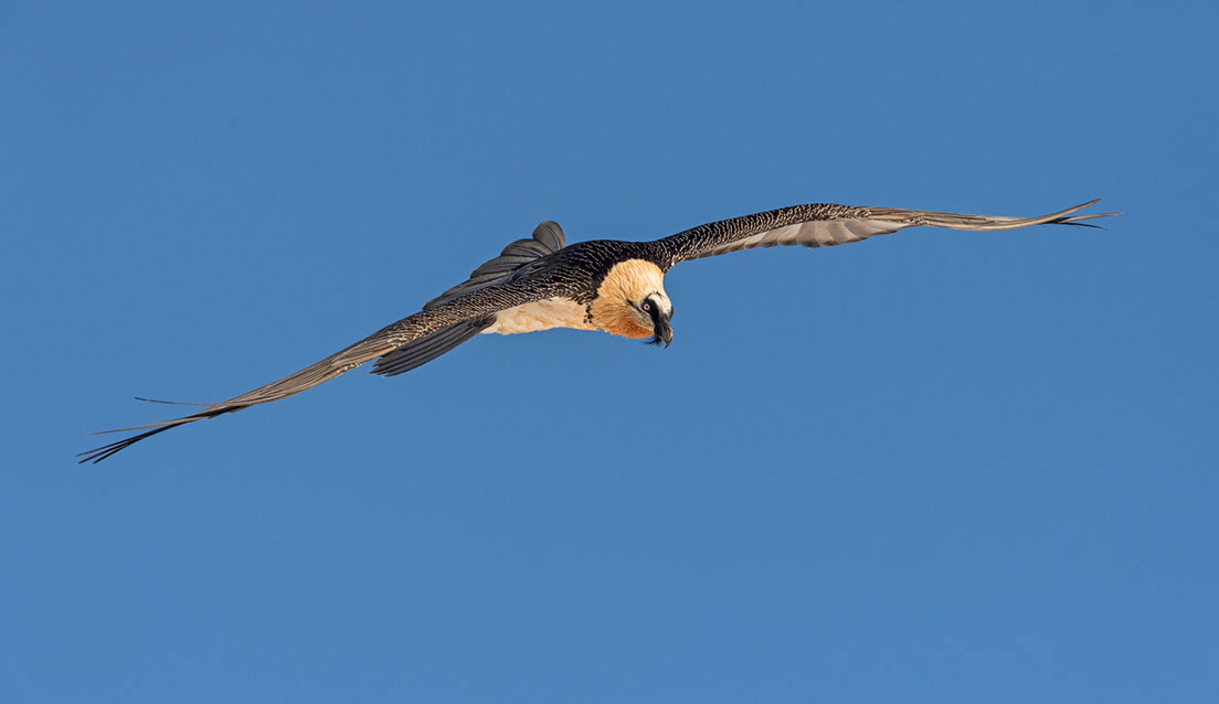 Bartgeier Schweiz Alpen fliegend Adult Gyaéte en vol Lammergeier Bearded Vulture