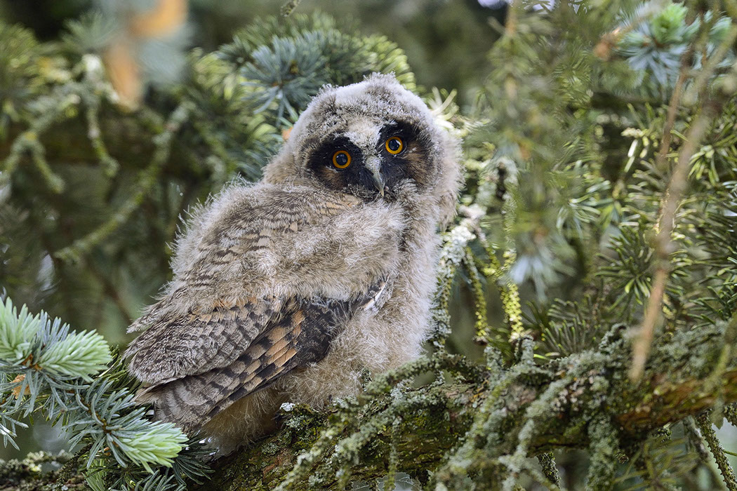 Hibou moyen-duc, Waldohreule, Gufo comune, Long-eared Owl 