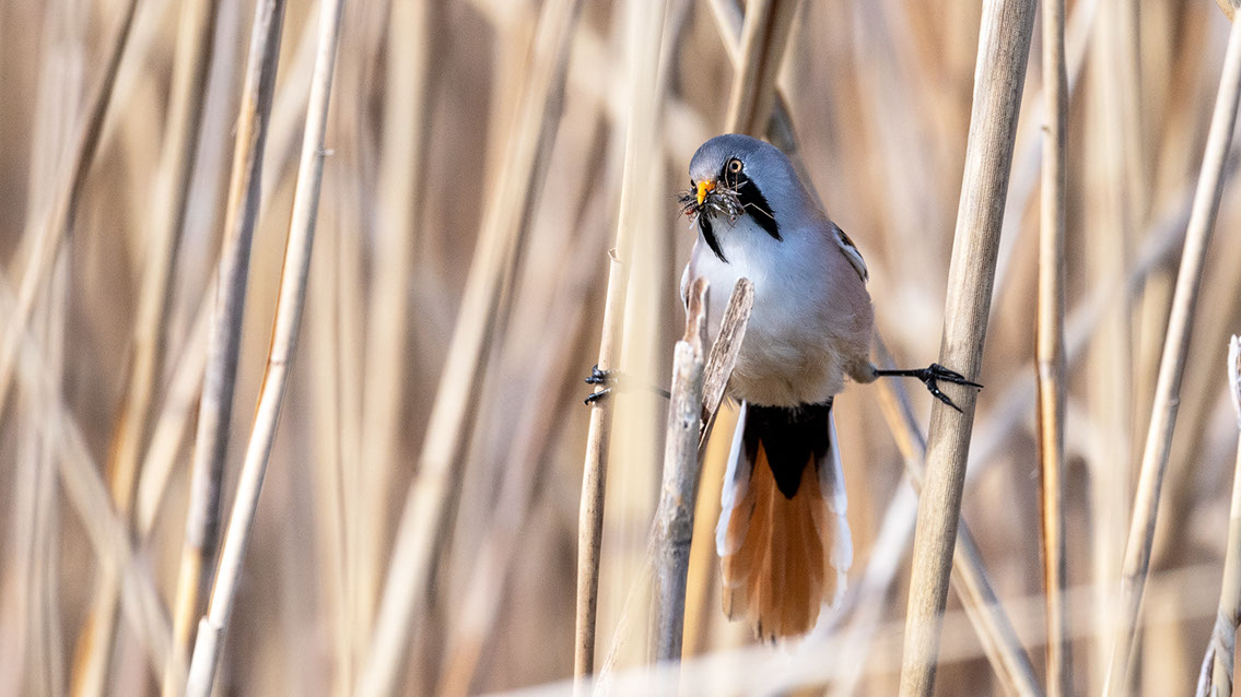 Bartgeier, Gypaète Barbu, Quebrantahuesos, Lämmergeier, Lammergeier, 