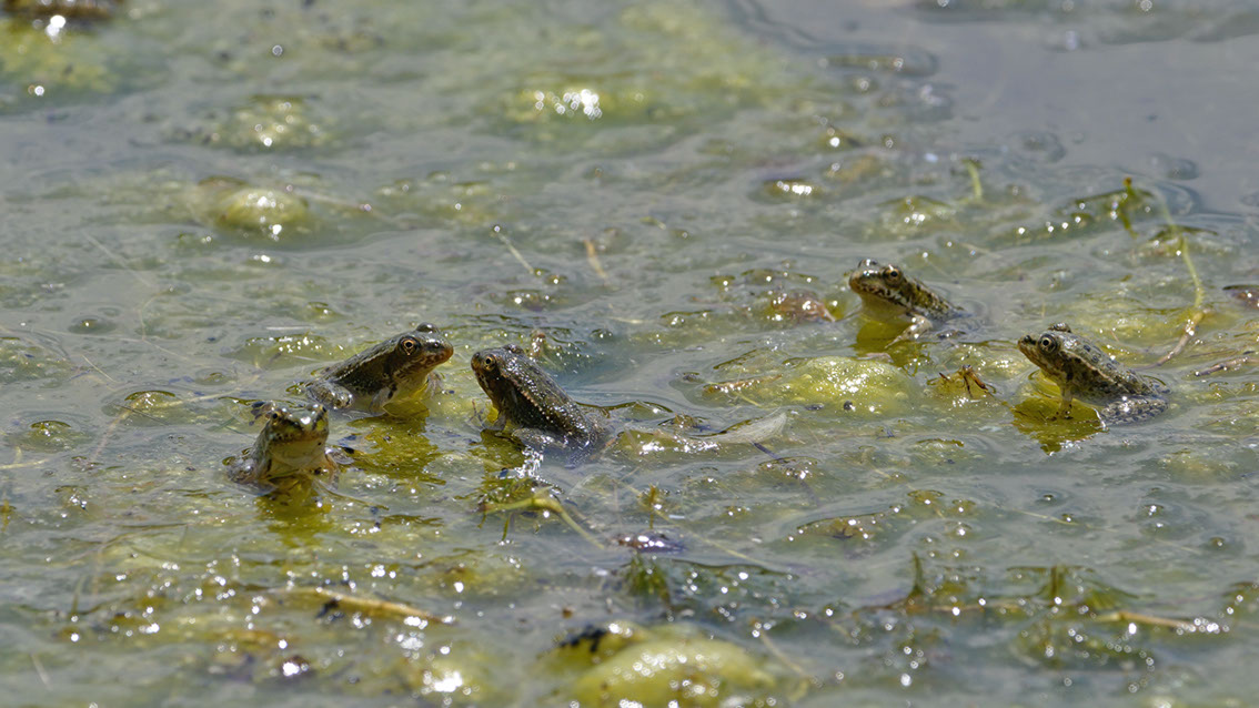 Bartgeier, Gypaète Barbu, Quebrantahuesos, Lämmergeier, Lammergeier, 