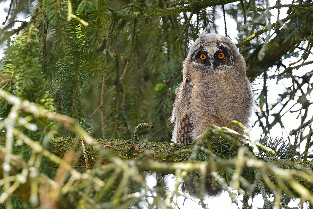 Hibou moyen-duc, Waldohreule, Gufo comune, Long-eared Owl  