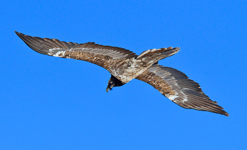 Bartgeier, Gipeto, Lammergeier, Bearded Vulture, Gypaète, Gypaetus barbatus, 